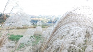 HORIZON_0002_BURST20201108144215224.JPG
